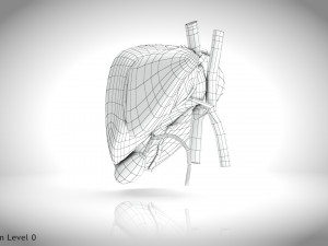 Normal Liver 3D Model
