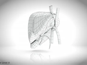 Normal Liver 3D Model