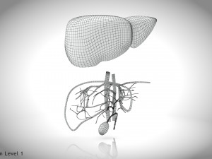 Normal Liver 3D Model