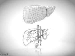 Normal Liver 3D Model