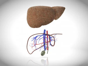 Steatohepatitis Liver Disease 3D Model