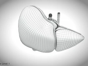 Steatohepatitis Liver Disease 3D Model