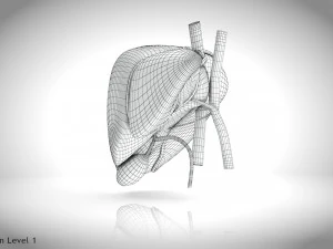 Steatohepatitis Liver Disease 3D Model