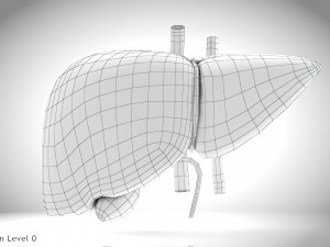 Fatty Liver Steatosis Model 3D