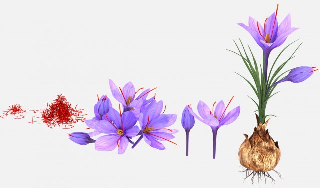 Plant Parts - Crocus Modello 3D .c4d .max .obj .3ds .fbx .stl .blend 