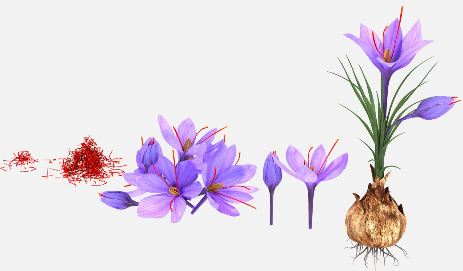 Plant Parts - Crocus 3D Model .c4d .max .obj .3ds .fbx .stl .blend 