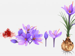 Plant Parts - Crocus 3D 모델