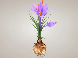 Plant Parts - Crocus 3D Model