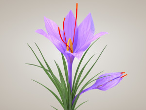 Plant Parts - Crocus Modello 3D