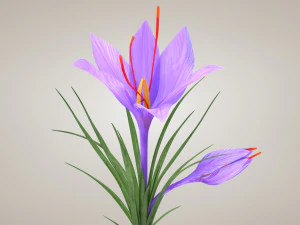 Plant Parts - Crocus 3D Model