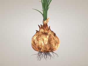 Plant Parts - Crocus Modello 3D