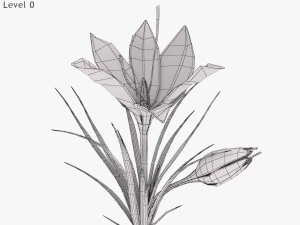 Plant Parts - Crocus 3D Model