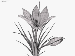 Plant Parts - Crocus Modello 3D