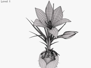 Plant Parts - Crocus 3D Model