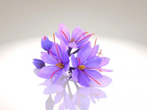 Plant Parts - Crocus 3D Model