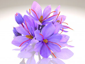 Plant Parts - Crocus 3D Model