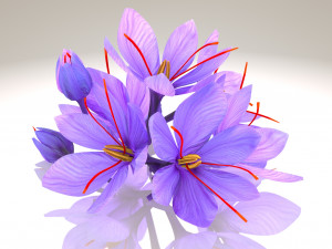 Plant Parts - Crocus Modello 3D