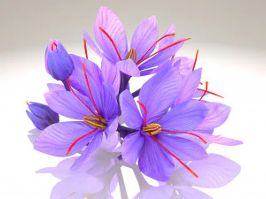 Plant Parts - Crocus 3D Model