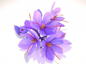 Plant Parts - Crocus 3D Model