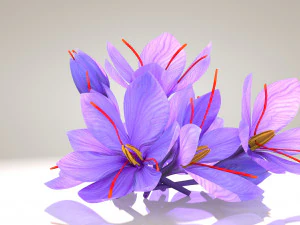 Plant Parts - Crocus 3D Model
