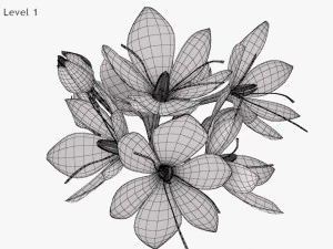Plant Parts - Crocus 3D Model