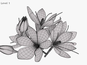 Plant Parts - Crocus 3D Model