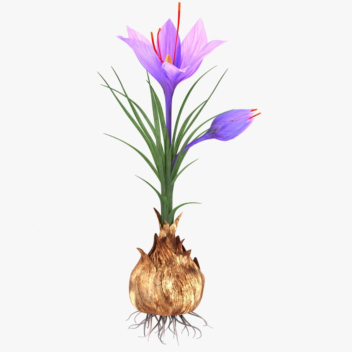 Plant Part Anatomy 3D Model .c4d .max .obj .3ds .fbx .stl .blend 