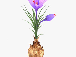 Plant Part Anatomy 3D 모델