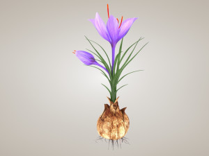 Plant Part Anatomy 3D-Modell