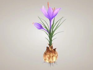 Plant Part Anatomy 3D Model