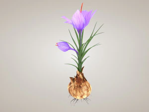 Plant Part Anatomy 3D Model