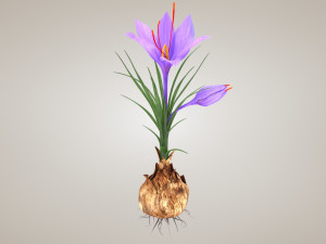 Plant Part Anatomy 3D-Modell