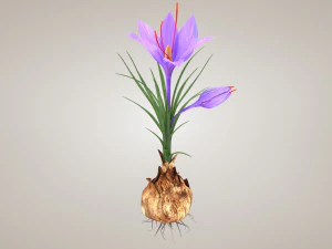 Plant Part Anatomy 3D Model