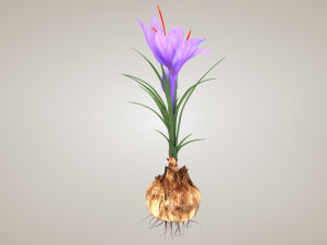Plant Part Anatomy 3D-Modell