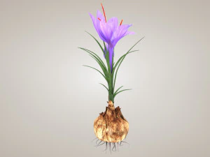 Plant Part Anatomy 3D Model