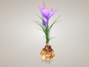 Plant Part Anatomy 3D-Modell
