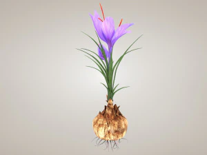 Plant Part Anatomy 3D Model