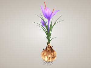 Plant Part Anatomy 3D-Modell