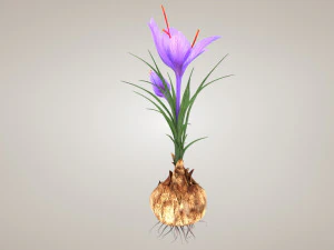 Plant Part Anatomy 3D Model