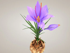 Plant Part Anatomy 3D Model