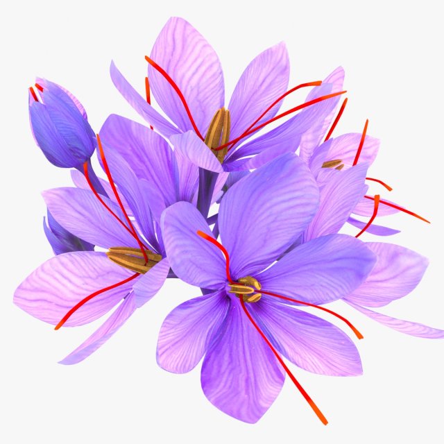 Crocus Blossom 3D Model .c4d .max .obj .3ds .fbx .stl .blend 