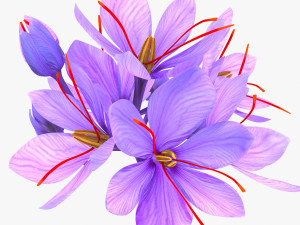 Crocus Blossom 3D 모델