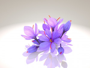 Crocus Blossom 3D Model