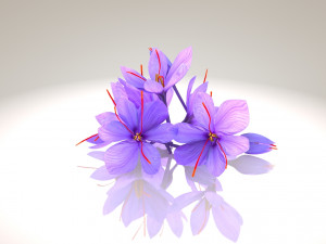 Crocus Blossom 3D Model