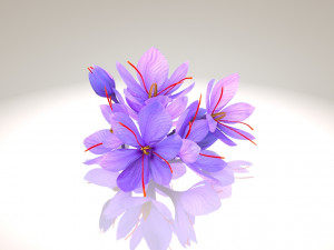 Crocus Blossom 3D Model
