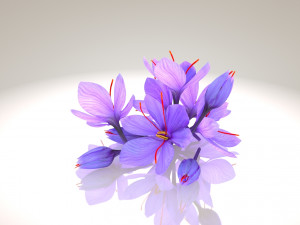 Crocus Blossom 3D Model