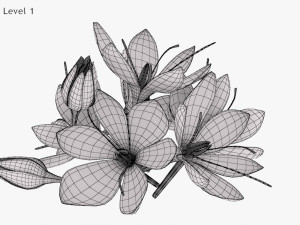 Crocus Blossom 3D Model
