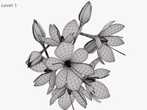 Crocus Blossom 3D Model