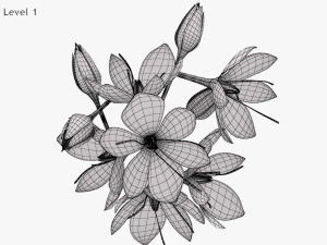 Crocus Blossom 3D Model