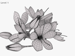 Crocus Blossom 3D Model